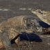 dragon_komodo_hsb_rinca_v_2288_kom4657.jpg